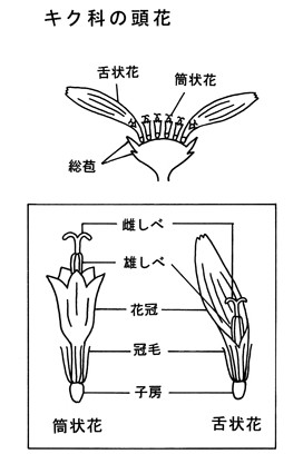 解説画像1