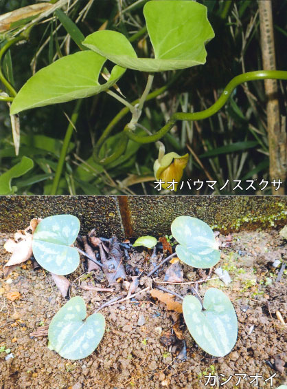 解説画像1
