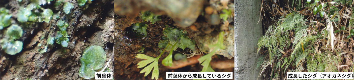 解説画像1