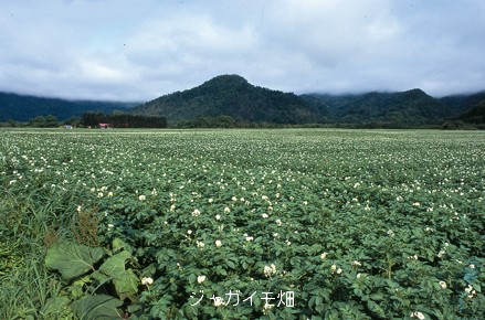 解説画像1
