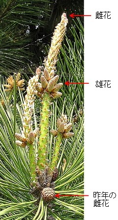 解説画像1